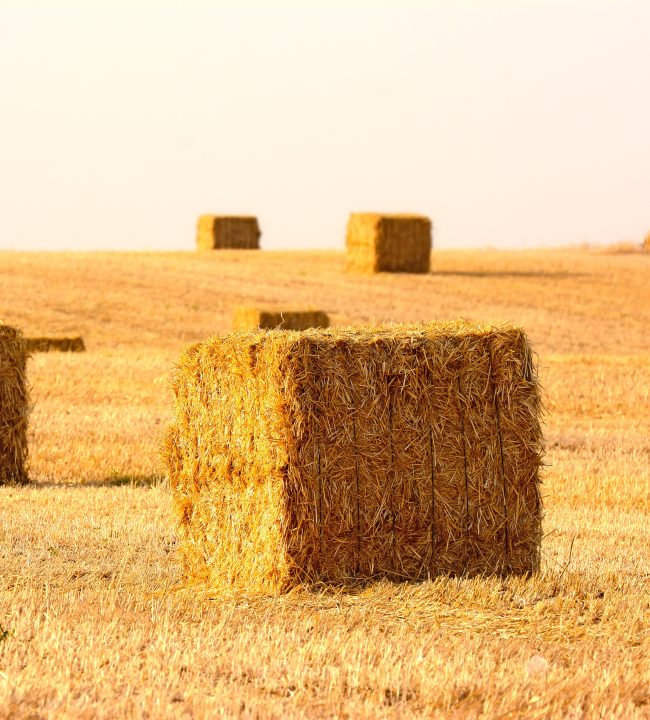 G30F7N hay bales in the field
